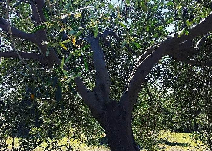 Goeknar Knidos Oasis Nature 3* Датча